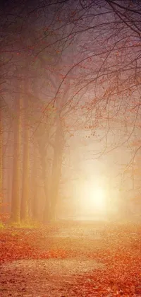 This phone live wallpaper depicts a stunning and tranquil foggy forest, rich in trees and leaves