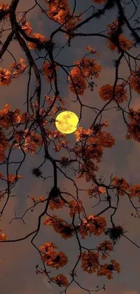 Experience the beauty of a full moon captured in a live wallpaper