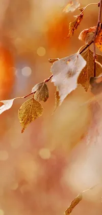The phone live wallpaper features a stunning bird perched on a branch, set against a backdrop of autumn foliage and glistening gold leaves
