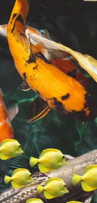 This black and yellow live wallpaper features an oversaturated pond scene with graceful koi fish swimming about