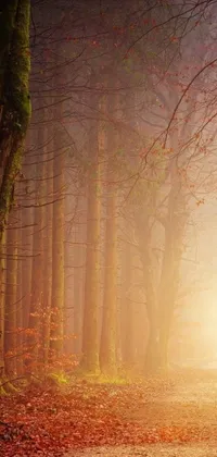 Surround yourself in the serenity of nature with this stunning live wallpaper for your phone