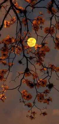 This live phone wallpaper captures the beauty of a full moon shining through the branches of a tree