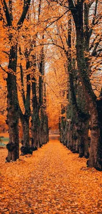 This live wallpaper displays a scenic road surrounded by tall, detailed trees adorned with orange leaves - a perfect depiction of the fall season