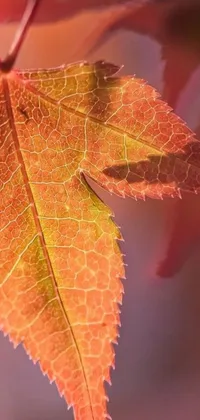 This live wallpaper features a stunning close-up of a Canadian maple leaf