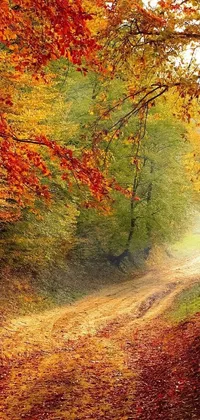 This phone live wallpaper showcases a scenic forest landscape with vibrant leaves and a dirt road meandering through it