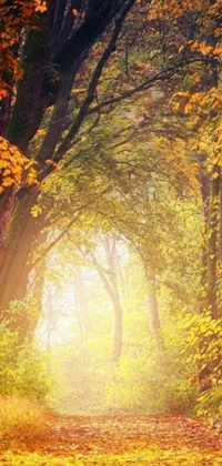 This phone live wallpaper features a stunning autumn forest path with yellow-leaved trees in fine art style
