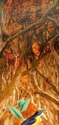 Orange Plant Tree Live Wallpaper