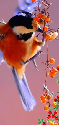 This live phone wallpaper features a vibrant yellow-orange bird sitting on a branch