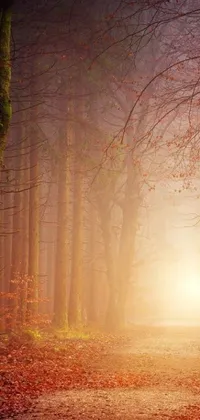 This phone live wallpaper depicts a stunning foggy forest, illuminated by warm sunshine