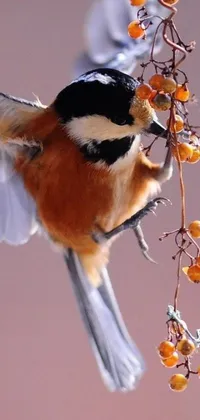 This lively phone wallpaper features a stunning macro photograph of a bird perched on a branch with berries