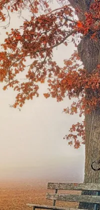 Experience the natural beauty of a foggy day with this stunning phone live wallpaper