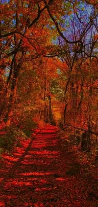 This live wallpaper for your phone portrays a serene and calming image of a pathway through the forest