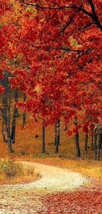 This phone live wallpaper showcases a forest filled with trees covered in red leaves representing the changing of the seasons with views of spring, summer, fall and winter