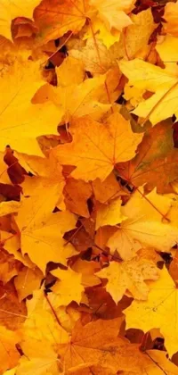 Transform your phone screen into an autumn wonderland with our live wallpaper featuring a pile of yellow leaves on a forest floor