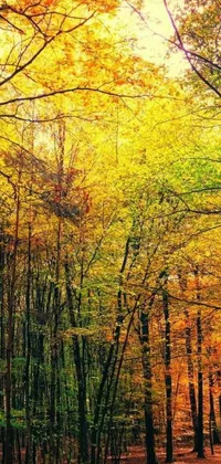 This forest phone live wallpaper is a stunning work of fine art, dominated by the yellow and green tones of the forest floor and canopy