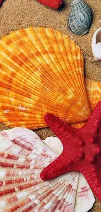 This phone live wallpaper features a stunning image of seashells resting on a sandy beach