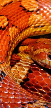 Orange Reptile Terrestrial Animal Live Wallpaper