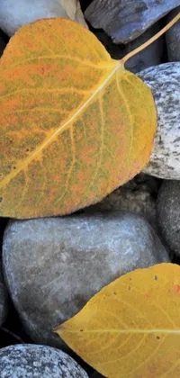 This live wallpaper for your phone features an eye-catching image of two leaves resting on a pile of rocks