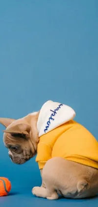 This lively phone wallpaper showcases a fluffy dog replete with a yellow shirt, playing with a ball amid a blue hoodie-wearing human's company