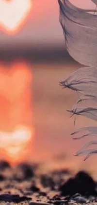 This live wallpaper boasts a stunning image of a white feather resting on a gorgeous sandy beach