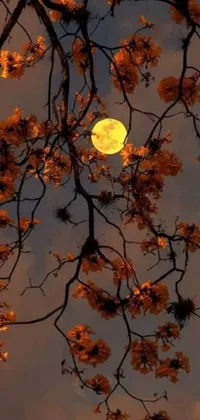 This phone live wallpaper showcases a stunning image of a full moon shining through tree branches against a vibrant backdrop of orange and yellow hues