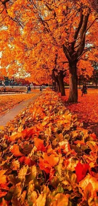 Get lost in the serene beauty of a lush tree in vibrant orange leaves gently swaying in the breeze as you walk down a picturesque sidewalk