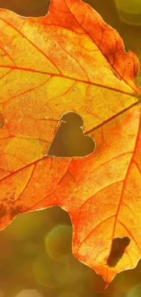 This captivating live phone wallpaper showcases a highly detailed autumn leaf adorned with a heart-shaped cut-out in the center
