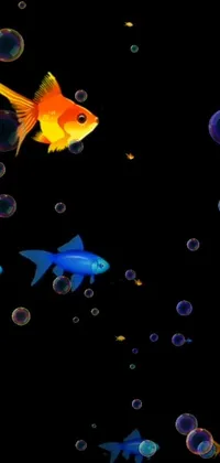 The Fish Bubble Live Wallpaper showcases a mesmerizing scene of vibrant fish swimming in shimmering blue waters filled with bubbles