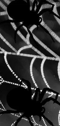 This phone live wallpaper showcases a spooky spider sitting atop a spider web, captured in a black and white photograph by Mirko Rački