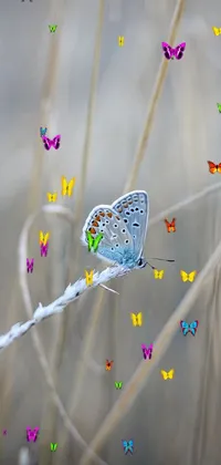 Butterfly 🦋 Live Wallpaper