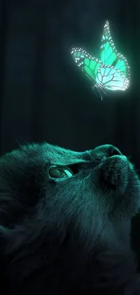 Organism Carnivore Whiskers Live Wallpaper