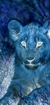 This phone live wallpaper features a digital rendering of a lion lying in grass, with a blue tint ektachrome film filter