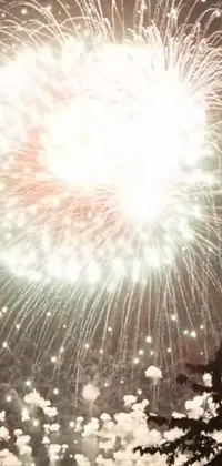Organism Fireworks Plant Live Wallpaper