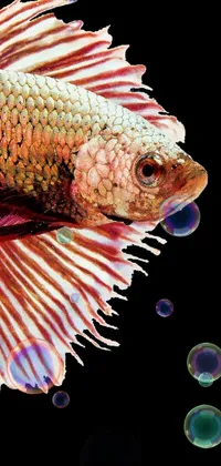 Fish Live Wallpaper