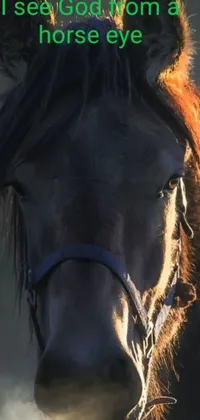 Get this beautifully inspiring phone live wallpaper featuring a horse portrait in warm morning light and the message "I see God from a horse's eye"