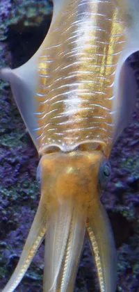 Organism Marine Invertebrates Underwater Live Wallpaper