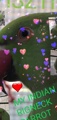 my parrot PISZTI  Live Wallpaper