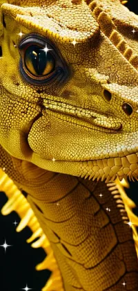 Organism Reptile Iguania Live Wallpaper