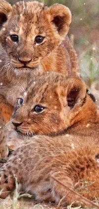 Looking for an enchanting and charming live wallpaper to brighten up your phone screen? Check out this adorable one featuring two young lions cuddled up together in a natural and peaceful pose