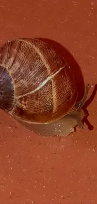 Organism Snail Natural Material Live Wallpaper