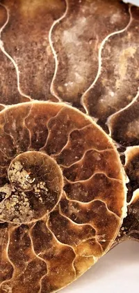 Organism Terrestrial Plant Terrestrial Animal Live Wallpaper