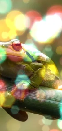 Organism Terrestrial Plant True Frog Live Wallpaper
