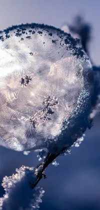 This phone live wallpaper has a close-up image of a frosty plant with a sun in the background