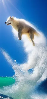This live wallpaper for your phone features a cute Samoyed dog surfing on a wave atop a surfboard