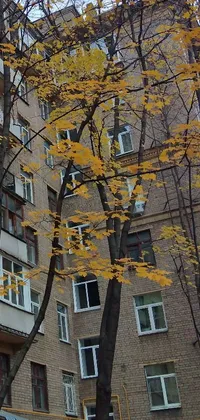 Outdoor Tree Autumn Live Wallpaper