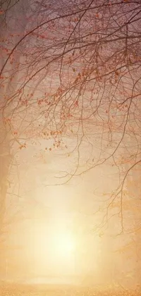 Outdoor Tree Fog Live Wallpaper