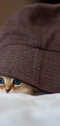 Outerwear Cat Comfort Live Wallpaper
