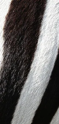 This stunning phone live wallpaper features a close-up view of the back of a zebra