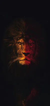 This stunning phone live wallpaper features a close up of a lion in the dark