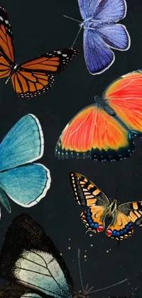 This phone live wallpaper showcases a group of beautiful and highly-detailed butterflies resting on a sleek black surface